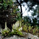 바위 솔 이미지