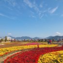 오동동113 | 마산국화축제 2전시장/합포수변공원 장어골목