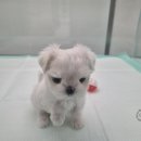 개린이집 강아지분양 고양이분양 전주본점 이미지