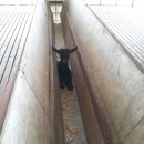 야곱 염소농장 이미지