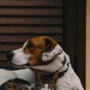 제주우리동물병원 이미지