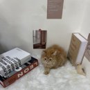 오독안심분양센터 강아지분양 고양이분양 목동점 이미지