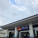 제주의 제주마 | [제주축제후기]2025제주마축제 - 먹이주기체험 등