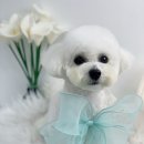 단비네펫살롱 이미지