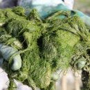 감태해장국 이미지