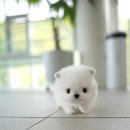 우아퍼피 이미지