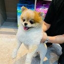 쥬티 펫 이미지