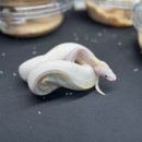 57 | [서울/강남] 이색동물박람회 서울 2025 ‘K렙타일페어57’ 방문후기