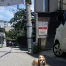 아이펫살롱 이미지