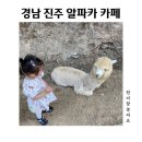 집현다방 | 경남 진주알파카카페 진주근교카페 집현다방 솔직한 후기 with 24개월 아기랑