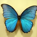 나비야놀자박물관 이미지