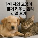 강아지와고양이 | 강아지와 고양이 함께 키우는 집의 리얼 후기
