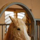 베르아델승마클럽 이미지