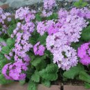 뒷뜰이예쁜집 이미지