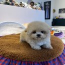 럽댕 강아지분양 이미지