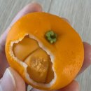 쿠잉 | 정성가득한 특별한 답례품 추천, 쿠잉케이크 과일화과자 솔직 후기