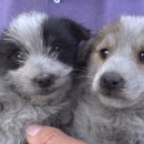 돌속농장 이미지