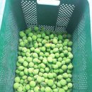 다미농원 이미지