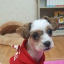 로미 Daum카페