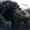 안창선동물병원 이미지