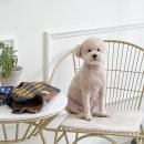 조아펫살롱 이미지