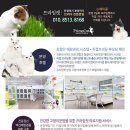 아이비프라임