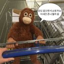 베스티브 | 이케아 과자 비스킷 스웨디시 스타일 베스티브 드링크 내돈내산 후기(kafferep/dryckpaskmust)