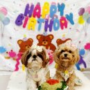 반려견 수제 간식 만들기 | 강아지수제간식 육포 테린 반려견 생일케이크 만들기