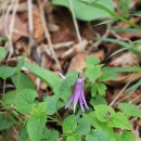 귀둔리 삼거리 | 천상의 화원 곰배령 야생화