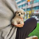 (상반기) 반려동물과 행복한 동행 : 펫티켓 | ## 역삼비숑프리제분양: 사랑스러운 반려견을 맞이하는 완벽 가이드