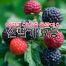 <산딸기의 효능과 산딸기주 담그는 방법!> 이미지