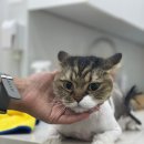 함께냥 대전점 이미지