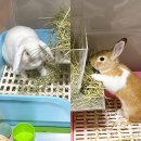 당근든토끼