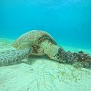 BIG-O 해상무대 | 보홀 가족여행 해상 액티비티 호핑투어