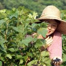 김옥태 농장 이미지