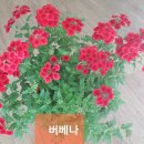버베나
