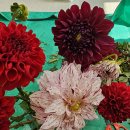 카페 다알리아 이미지