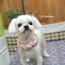 단추펫살롱 이미지