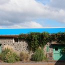 꿈에본꽃돼지 이미지