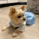 치마저고리 | 다이소 강아지 한복 후기 치마저고리, 곤룡포(s사이즈, xl사이즈)