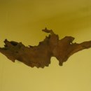 조록나무 뿌리 형상물 이미지