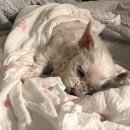 파리스동물병원 이미지