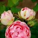 러블리(Lovely)
