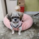 만두이야기