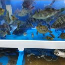 행복마을 로또복권 이미지