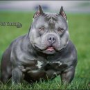 하이롤러 코리아 이미지