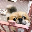 댕댕이 커트방 이미지