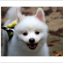 이쁜강아지 이미지