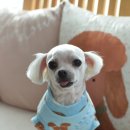 조이펫살롱 이미지