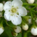 개미목장 이미지